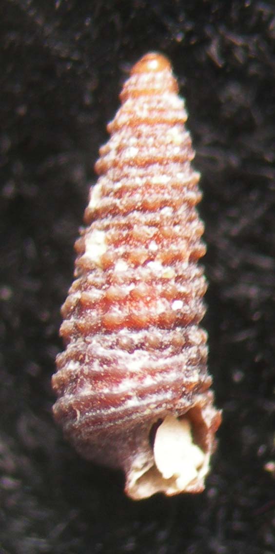 Krachia cylindrata